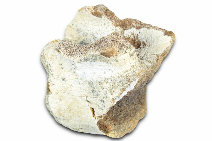 Dinosaur (Pachycephalosaurus) Partial Caudal Vertebra - Montana #331253